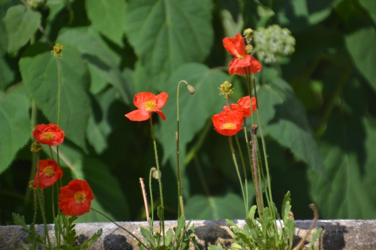 Bed and Breakfast Ter Thuyne Ypres Esterno foto
